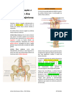 Vascularização, Drenagem e Inervação Dos Membros Inferiores