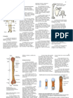 Resumo de Osteologia