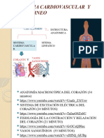 Sistema Cardiovascular y Sanguineo