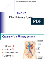 Urinary System