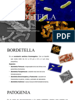 Sss Bordetella Arreglado