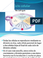 Clase 19 Ciclo Celular