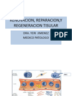 Renovacion, Reparacion, y Regeneracion Tisular 2