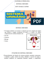 Sistema Urinário