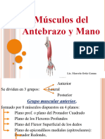 Músculos Del Antebrazo y Mano