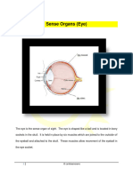 Sense Organs The Eye