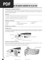 Experiencia-Aparato Respiratorio Pez Óseo