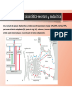 E11 RetÃ - Culo EndoplasmÃ¡Tico