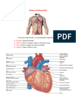 Sistema Cardiovascular