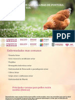 ENFERMEDADES DE LAS GALLINAS DE POSTURA Y SUS 2 Taller Manuela