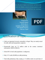 Cattle Breeding Plan