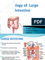 Histology of Large Intestine