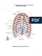 The Thoracic Cage