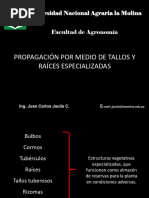 Propagación 2021-I P. Raíces y Tallos Especializados