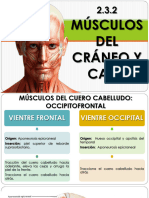 2.3.2 - 2.3.3 Musculos Cranea, Cara, Cuello y Tronco