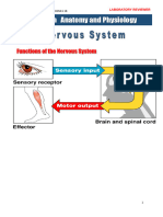 Nervous System - Lab