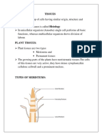 Plant Tissues