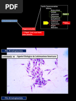 Protista Leishmania 2023