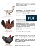 Gallinas. Características y Detalles para La Compra