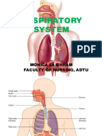 Anatomy and Physiology of Respiratory System