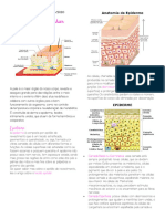 Sistemas Do Corpo Humano