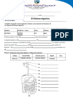 Taller Sistema Digestivo