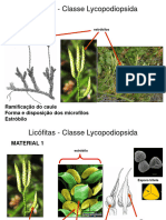 Pratica Ilustrada Eusp