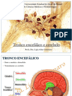 SN 2 - Tronco Encefálico e Cerebelo - Com Marca