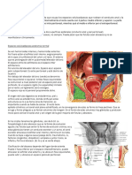 Orificial 1