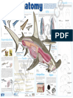 Shark Anatomy Poster Watermark