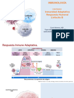 Inmunidad Adaptativa Respuesta Humoral Linfocito B