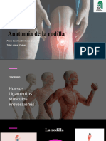 Rodilla