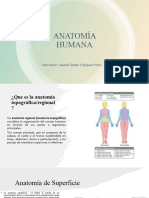 Anatomia Regional