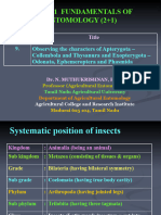 Ex. No. 9. - Observing The Characters of Apterygota - Collembola and Thysanura and Exopterygota - Odonata, Ephemeroptera and Phasmida