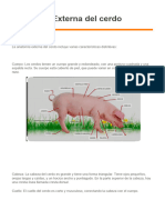 Anatomia Externa Del Cerdo