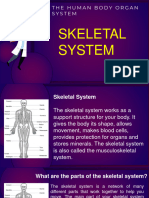 Skeletal System