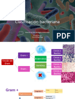 Clasificacion Bacteriana