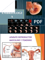 EMBRIOLOGIA Fecundacion