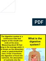 Digestive System