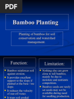 Bamboo Planting