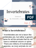 Invertebrates Antonette