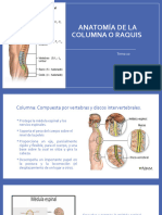 Anatomía Raquis Tema 10