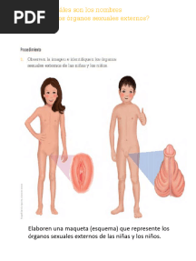 Organos Sexuales Externos