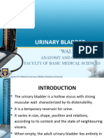 Urinary Bladder