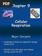 Cellular Respiration