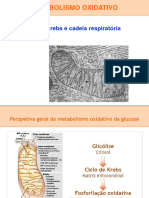 Krebs-Fosforilação Oxidativa