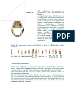 Anatomia 1 Interna Dental