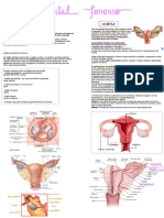 Anatomia