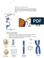 Ciclo Celular e Crossomas e Mutacoes