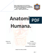 Anatomía Humana